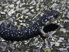 Plethodon cylindraceus