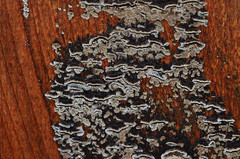 Auricularia mesenterica