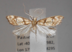 Gymnobathra hamatella