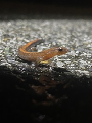 Plethodon sherando