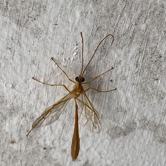 Enicospilus guatemalensis