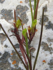 Centella pottebergensis