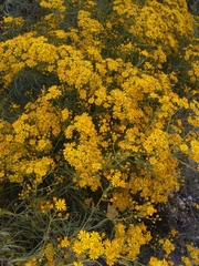 Senecio brasiliensis