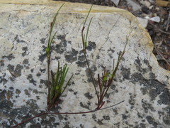 Centella pottebergensis