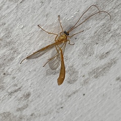 Enicospilus guatemalensis