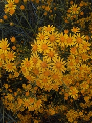 Senecio brasiliensis