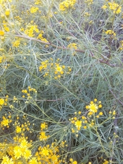 Senecio brasiliensis