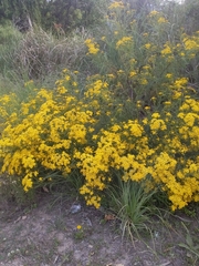 Senecio brasiliensis