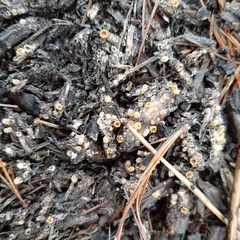 Sphaerobolus stellatus