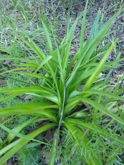 Chlorophytum comosum
