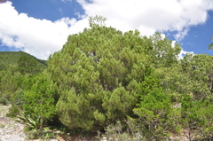Pinus nelsonii