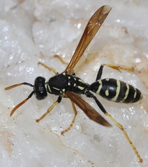 Polistes bischoffi