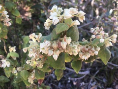 Lasiopetalum schulzenii