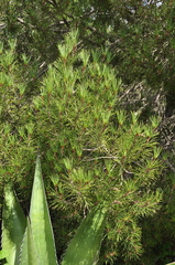 Pinus nelsonii