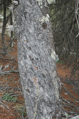 Pinus nelsonii