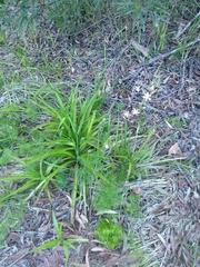 Chlorophytum comosum
