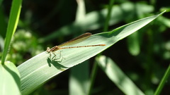 Argia sedula