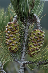 Pinus nelsonii