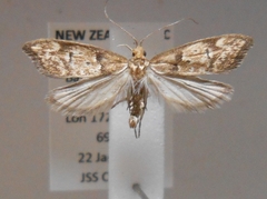 Gymnobathra hamatella