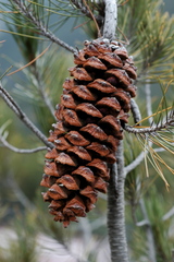 Pinus nelsonii