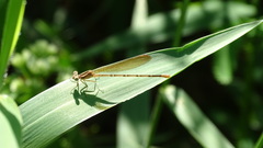 Argia sedula