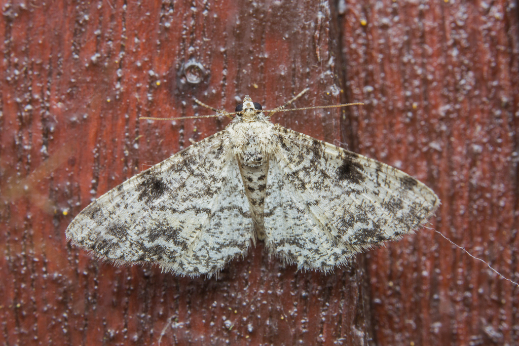 Alcis pammicra