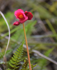 Begonia veitchii