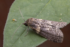Euteliidae
