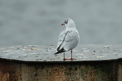 Chroicocephalus ridibundus