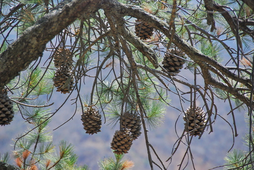 big-cone pinyon