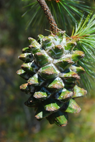 big-cone pinyon