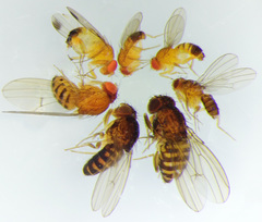 Drosophila simulans