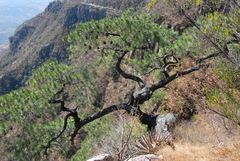 Pinus maximartinezii