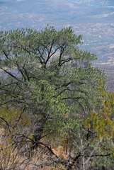 Pinus maximartinezii