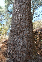 Pinus maximartinezii