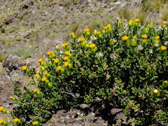 Dolichlasium lagascae