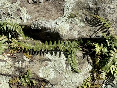 Asplenium bradleyi