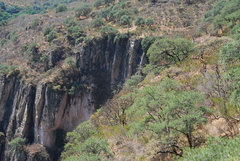 Pinus maximartinezii