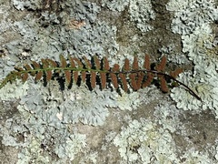 Asplenium bradleyi