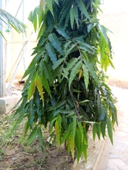 Polyalthia
