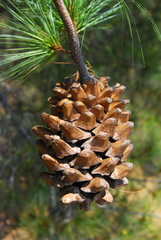 Pinus maximartinezii