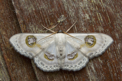 Problepsis borneamagna