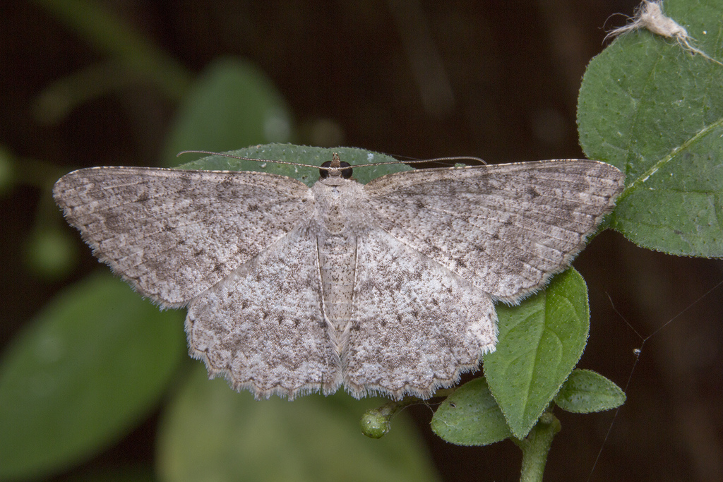 Luxiaria submonstrata