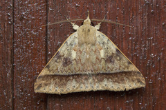 Ugia serrilinea