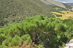 Pinus cembroides bicolor