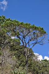 Pinus cembroides bicolor