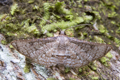 Thyrididae