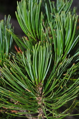 Pinus cembroides bicolor