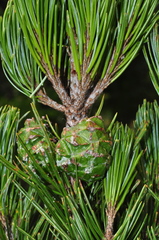 Pinus cembroides bicolor