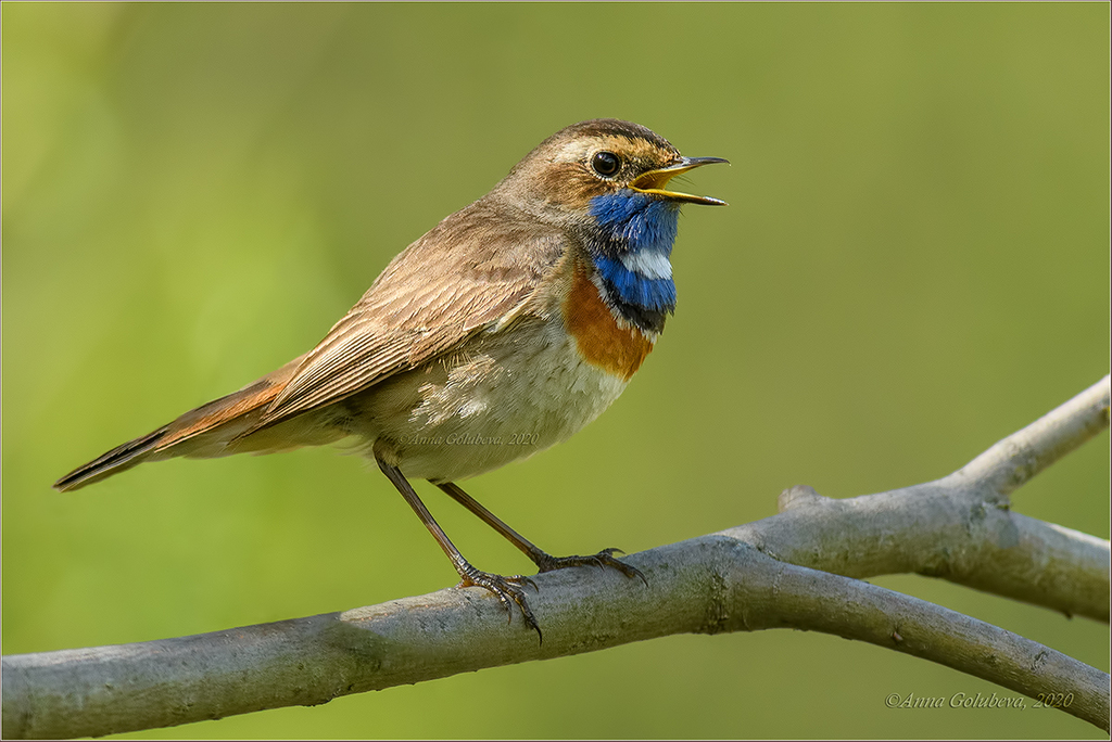 Bluethroat (Luscinia svecica) photo